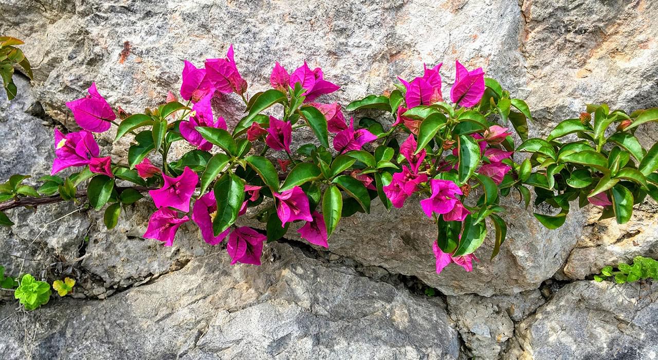 Kukat kalliolla